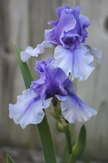 Lavender Prints: Lavender iris