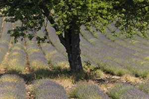Vaucluse Prints: Lavender, near Montbrun-les-Bains, Vaucluse, Provence, France