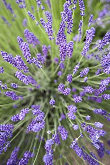 Fragrant Prints: Lavender plants