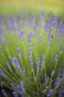 Images Dated 23rd June 2011: Lavender plants