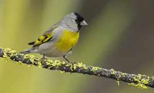 Images Dated 9th September 2021: Lawrences goldfinch