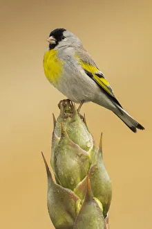 Images Dated 11th September 2021: Lawrences goldfinch