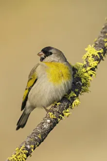 Images Dated 11th September 2021: Lawrences goldfinch