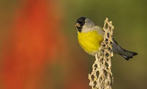 Images Dated 9th September 2021: Lawrences goldfinch