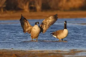 Stretching Prints: Lawton, Oklahoma, USA, Canada Goose (Branta canadensis) adult pair, autumn