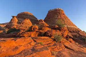 Colorado Plateau Prints: Layered sandstone and desert wildflowers in the Vermillion Cliffs Wilderness, Arizona