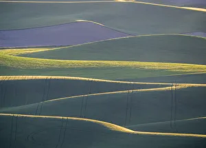 Backlight Prints: Layers of backlight hills of wheat