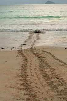 Nesting Prints: After laying its eggs on a Galapagos beach, this sea turtle returning to the ocean