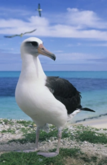 Sea Bird Prints: Laysan Albatross, (Diomedea immutabilis), Midway Atoll, NW Hawaiian Island