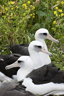 Laysan Albatross (Phoebastria immutabilis) couple This species is listed as Vulnerable