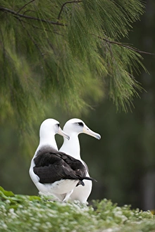 Laysan Albatross (Phoebastria immutabilis) couple This species is listed as Vulnerable