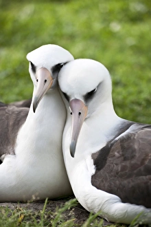 Midway Prints: Laysan Albatross (Phoebastria immutabilis) courting This species is listed as Vulnerable