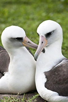 Laysan Albatross (Phoebastria immutabilis) courting This species is listed as Vulnerable