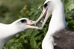 Images Dated 11th March 2009: Laysan Albatross (Phoebastria immutabilis) courting This species is listed as Vulnerable