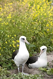 Images Dated 11th March 2009: Laysan Albatross (Phoebastria immutabilis) courting This species is listed as Vulnerable