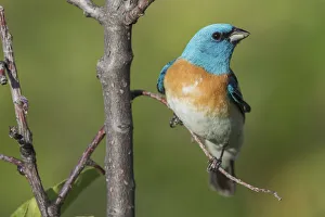 Bunting Prints: Lazuli bunting
