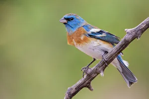 Lazuli bunting male with molting plumage, USA, Arizona