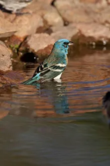 Images Dated 6th May 2007: Lazuli Bunting (Passerina amoena) bathing in water, Arizona, USA