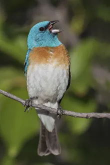Song Bird Prints: Lazuli bunting singing
