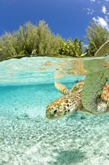 Le Meridien Turle Conservation Lagoon with green sea turtles (Chelonia mydas) Bora Bora
