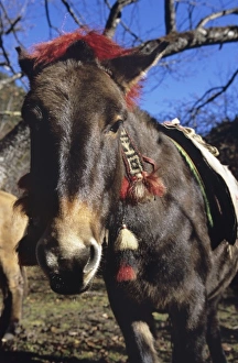 Adventure Travel Prints: lead horse gets well adorned in Bhutan, trekking