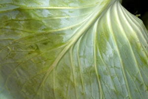 Cabbage Prints: The leaf of a cabbage
