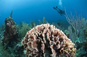 Diver Prints: Thin Leaf Lettuce Coral (Agaricia tenuifolia) Coral Reef Island, Belize Barrier Reef