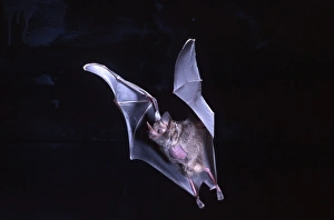 Scary Prints: Leaf-nosed Fruit Bat, Carollia perspicillata, Native to South America, Captive