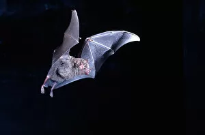 Leaf-nosed Fruit Bat in Flight Carollia perspicillata Native to South America