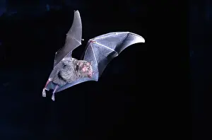 Scary Prints: Leaf-nosed Fruit Bat in Flight Carollia perspicillata Native to South America