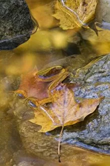 Images Dated 21st October 2005: Leaf and reflections in a autumn stream, VT