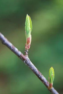 Images Dated 28th February 2006: Leaf detail as springtime comes in the Columbia River Gorge National Scenic Area, OR, USA