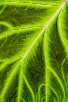 Leaf veins Puerto Vallarta Botanical Garden, Puerto Vallarta, Jalisco, Mexico Leaf veins Puerto Vallarta Botanical Garden, Puerto Vallarta, Jalisco, Mexico