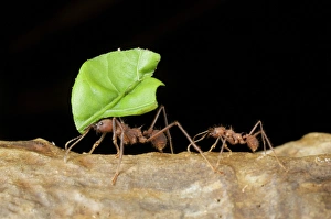 Andres Morya Prints: Leafcutter ants (Acromyrmex sp), Costa Rica
