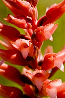 Images Dated 21st May 2006: Leafless beaked orchid, Sacoila lanceolata, a leafless ladies tresses found in Florida