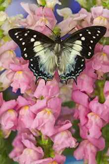 Wings Prints: Leafwing Butterfly, Polyura cognatus subfamily of the Charaxinae