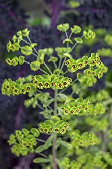 Images Dated 22nd January 2021: Leafy Spurge