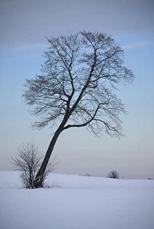 Leaning Tree in Snowy Field; Chippewa County; Near Sault Ste. Marie, MICHIGAN