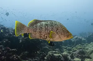 Baja Prints: Leather Bass (Dermatolepis dermatolepis) Central Isles GALAPAGOS ISLANDS
