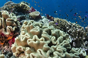Images Dated 7th April 2014: Leather Coral (Alcyonacea), Fiji. South Pacific Coral reef diversity