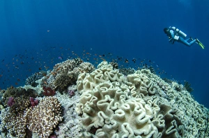 Diver Prints: Leather Coral (Alcyonacea), Fiji. South Pacific Coral reef diversity