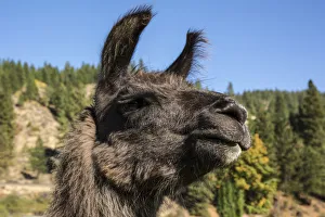 Images Dated 12th September 2015: Leavenworth, Washington State, USA. Llama portrait. (PR)