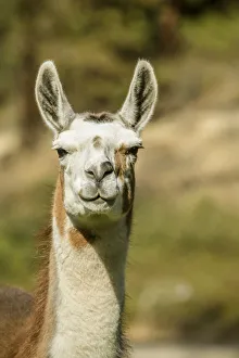 Images Dated 12th September 2015: Leavenworth, Washington State, USA. Alpaca portrait at the Purple Crayon Ranch. (PR)