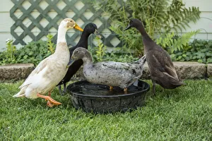 Images Dated 12th September 2015: Leavenworth, Washington State, USA. Four types of Indian Runner ducks: White and Fawn