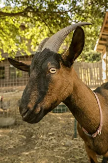 Images Dated 13th September 2015: Leavenworth, Washington State, USA. Close-up of a Oberhasli goat. (PR)