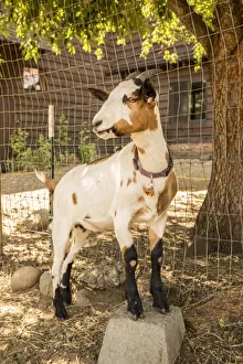 Images Dated 13th September 2015: Leavenworth, Washington State, USA. Portrait of an Alpine dairy goat. (PR)