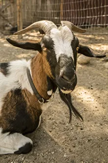 Images Dated 13th September 2015: Leavenworth, Washington State, USA. Portrait of an Alpine dairy goat. (PR)