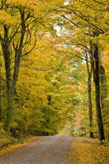 Wooded Prints: Leaves fall from sugar maple trees lining a dirt road in Cabot, Vermont