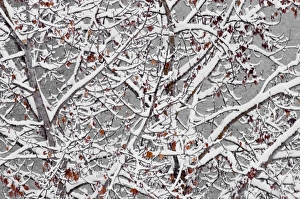 Images Dated 30th December 2005: A few leaves still hanging on as the first snow arrives