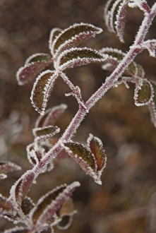 Survival Prints: Leaves Outlined with winter frost